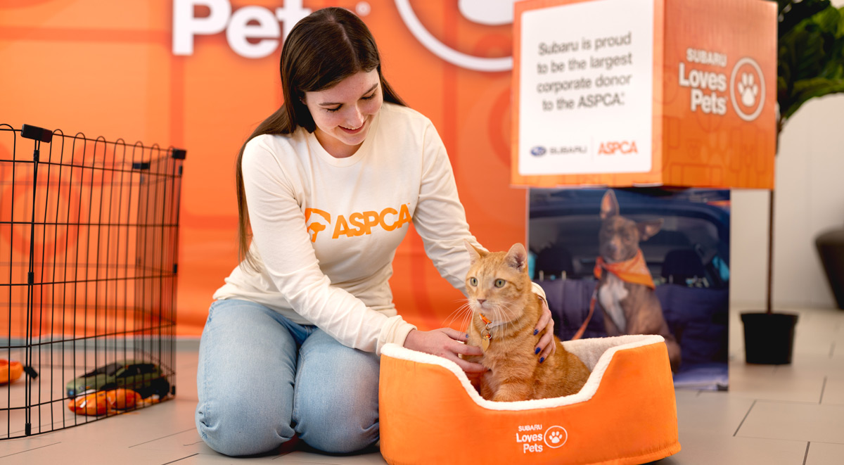 Subaru loves pets, woman in an aspca shirt petting an orange cat in a cat bed at an adoption event